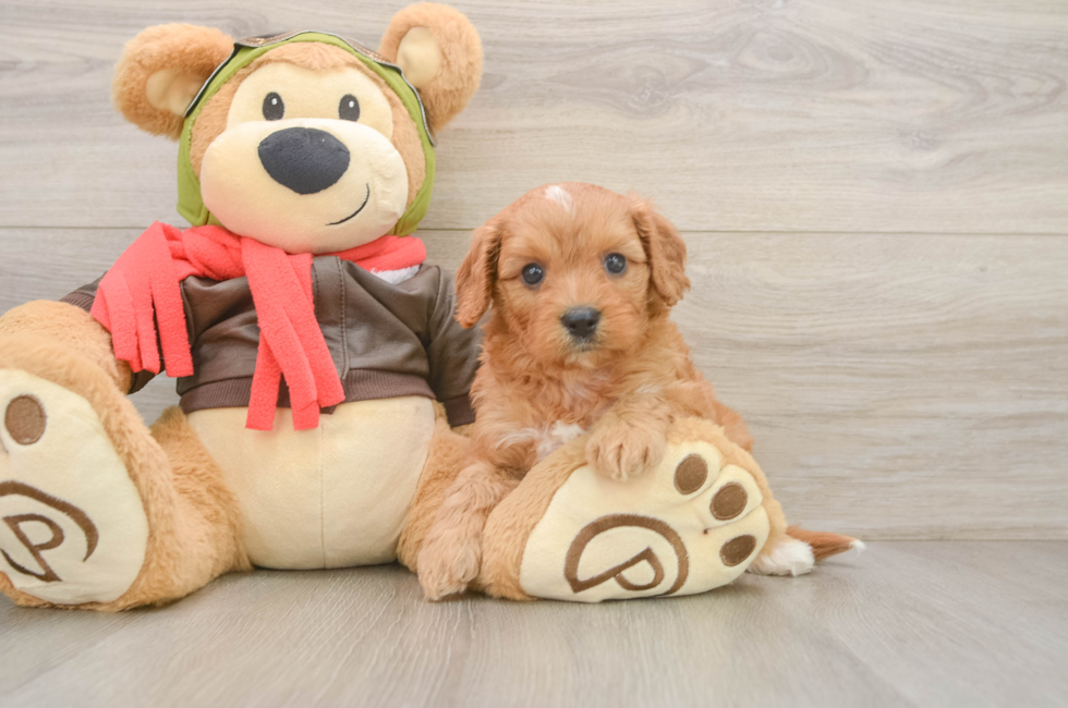 6 week old Cavapoo Puppy For Sale - Lone Star Pups
