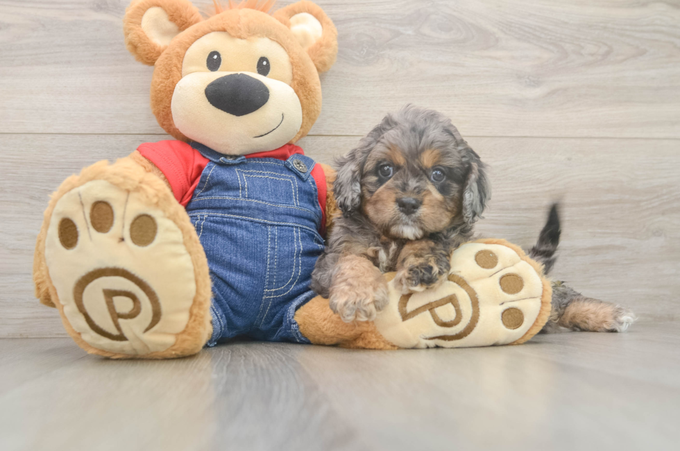 6 week old Cavapoo Puppy For Sale - Lone Star Pups