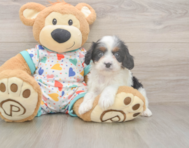 8 week old Cavapoo Puppy For Sale - Lone Star Pups