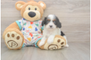 Cavapoo Puppy for Adoption