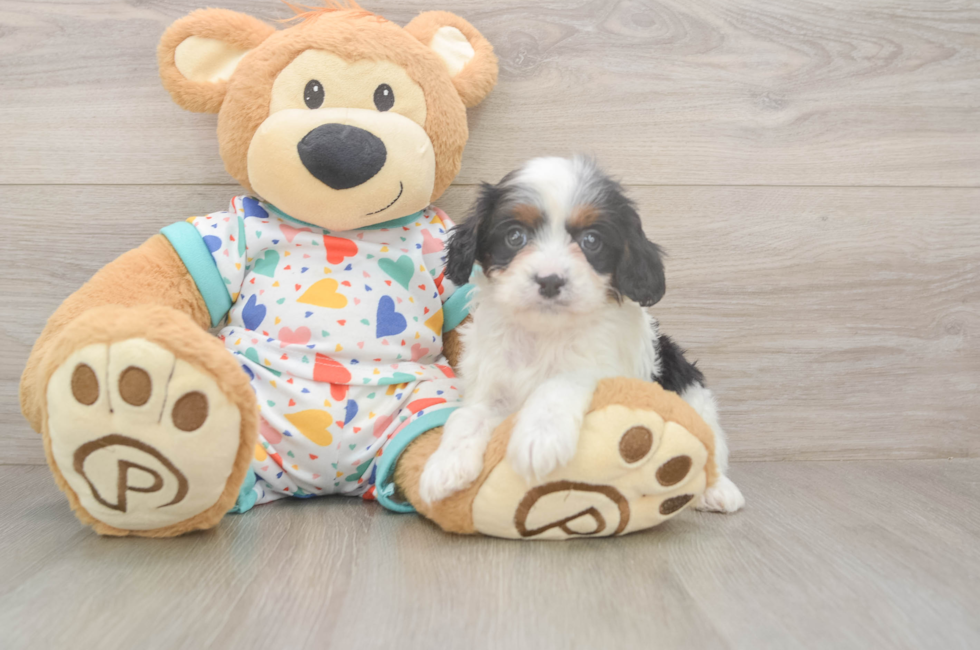 5 week old Cavapoo Puppy For Sale - Lone Star Pups