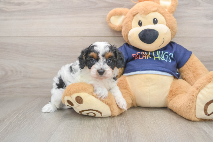 Cavapoo Pup Being Cute