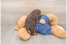 Fluffy Cavapoo Poodle Mix Pup