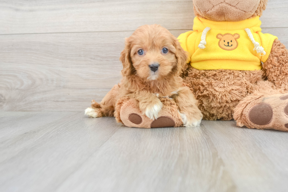 Cavapoo Puppy for Adoption