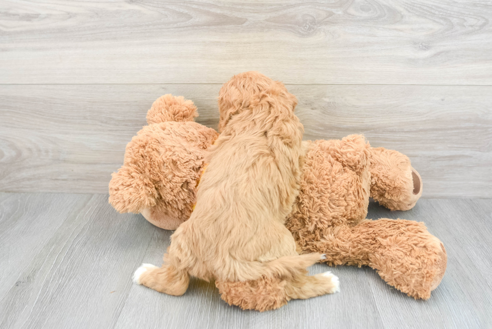 Cavapoo Pup Being Cute