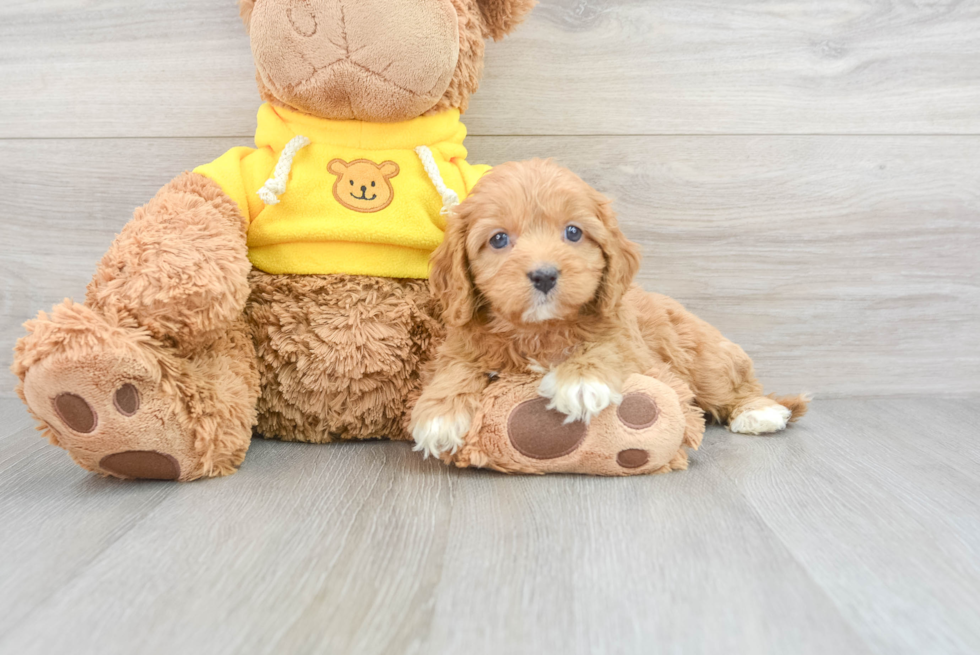 Cavapoo Pup Being Cute