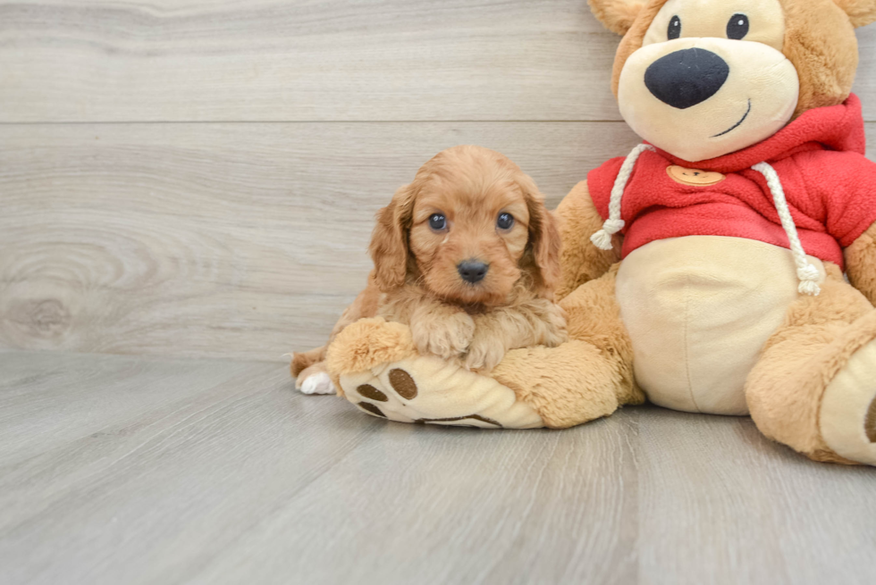 Best Cavapoo Baby