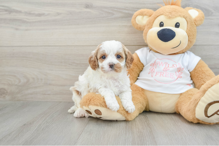 Friendly Cavapoo Baby