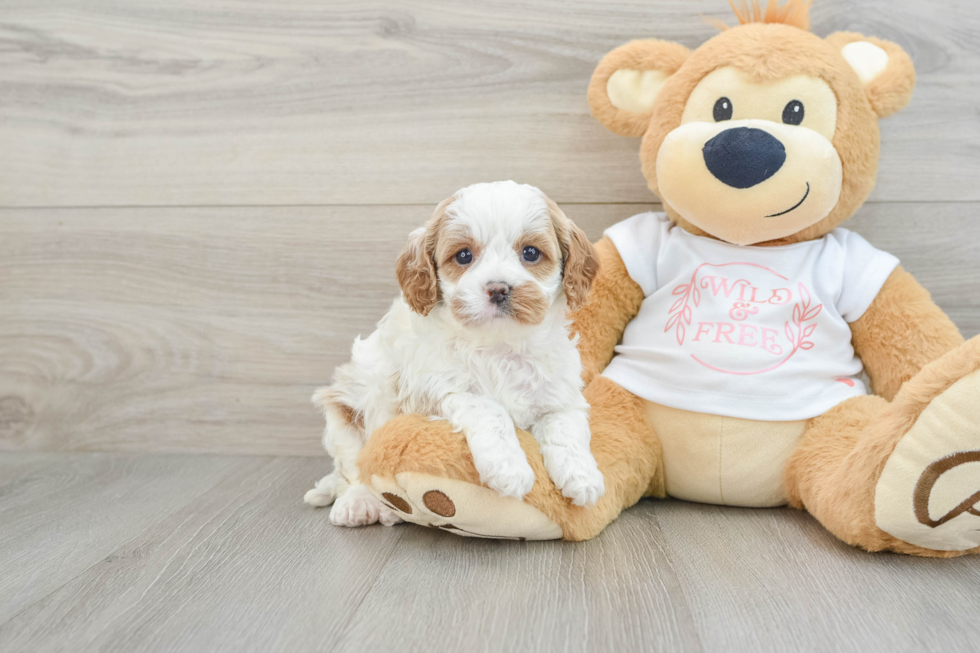 Friendly Cavapoo Baby