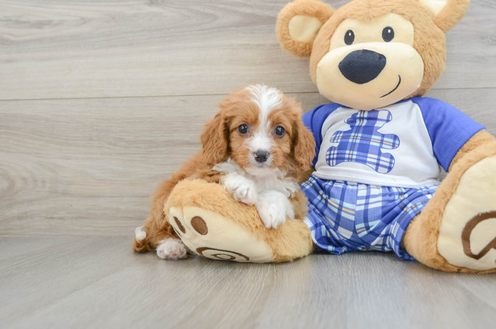 6 week old Cavapoo Puppy For Sale - Lone Star Pups