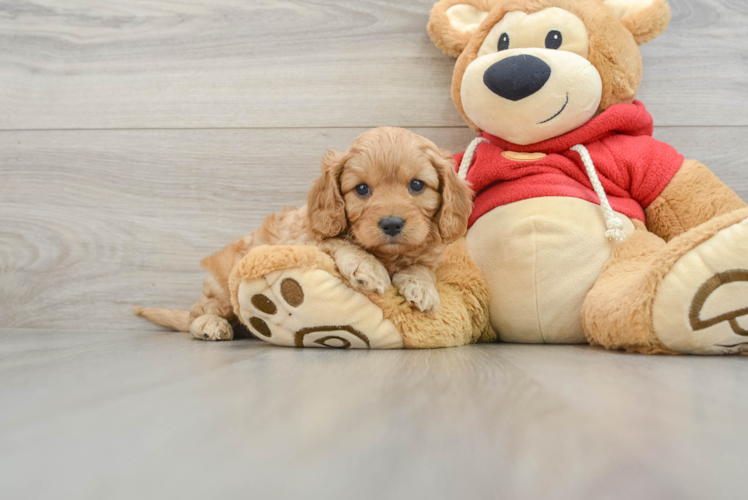 Cavapoo Pup Being Cute