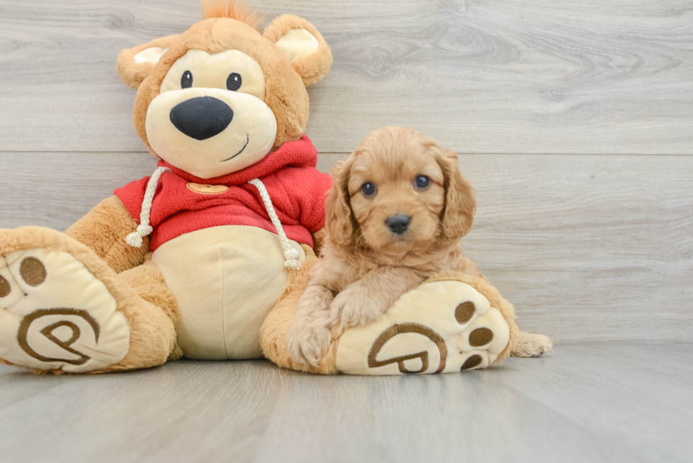 Fluffy Cavapoo Poodle Mix Pup