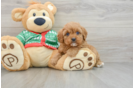 Cute Cavapoo Baby