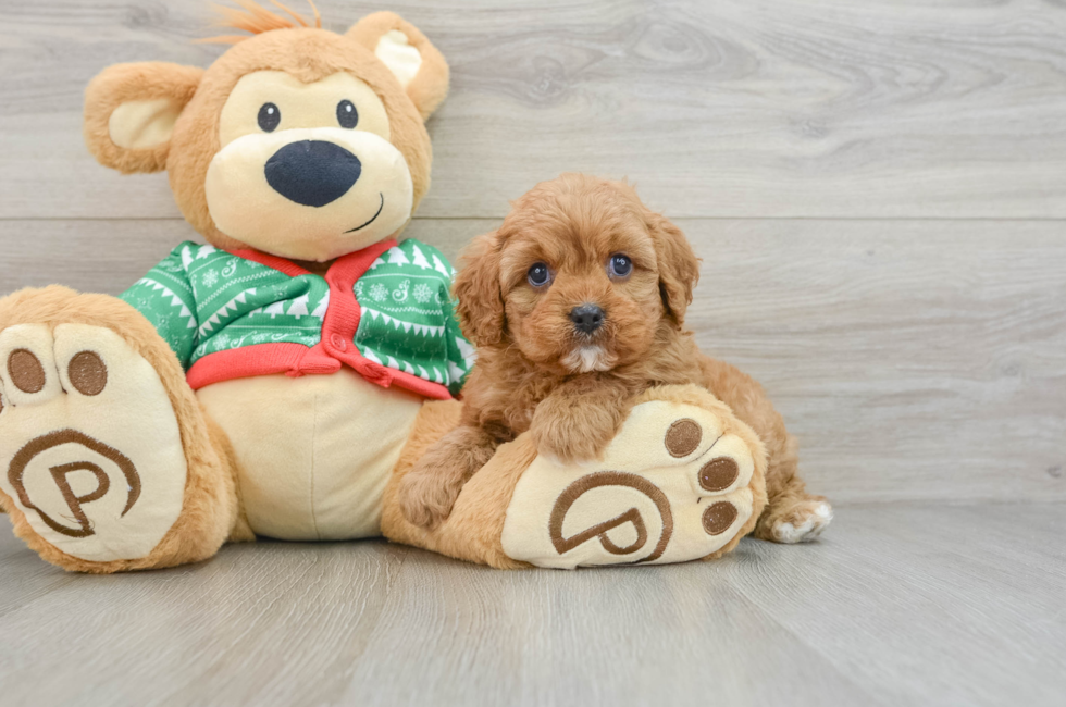 5 week old Cavapoo Puppy For Sale - Lone Star Pups