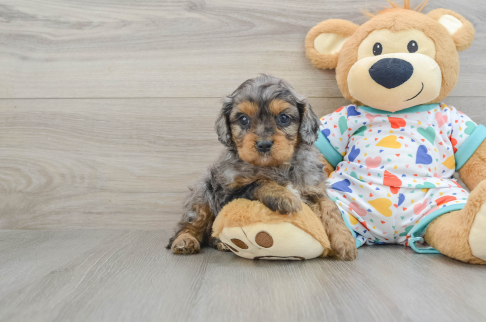 7 week old Cavapoo Puppy For Sale - Lone Star Pups