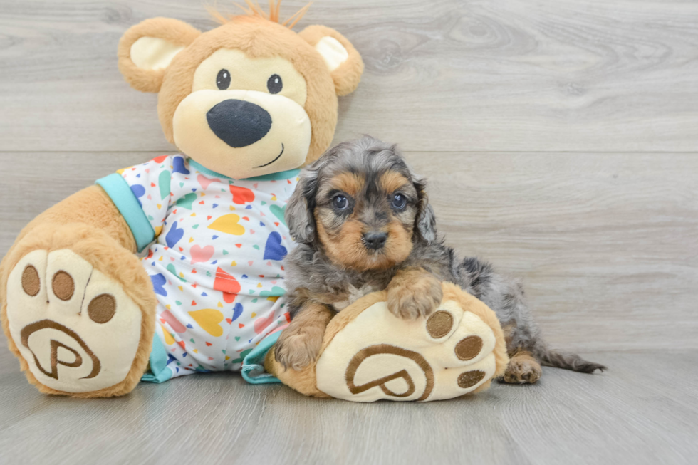 Sweet Cavapoo Baby