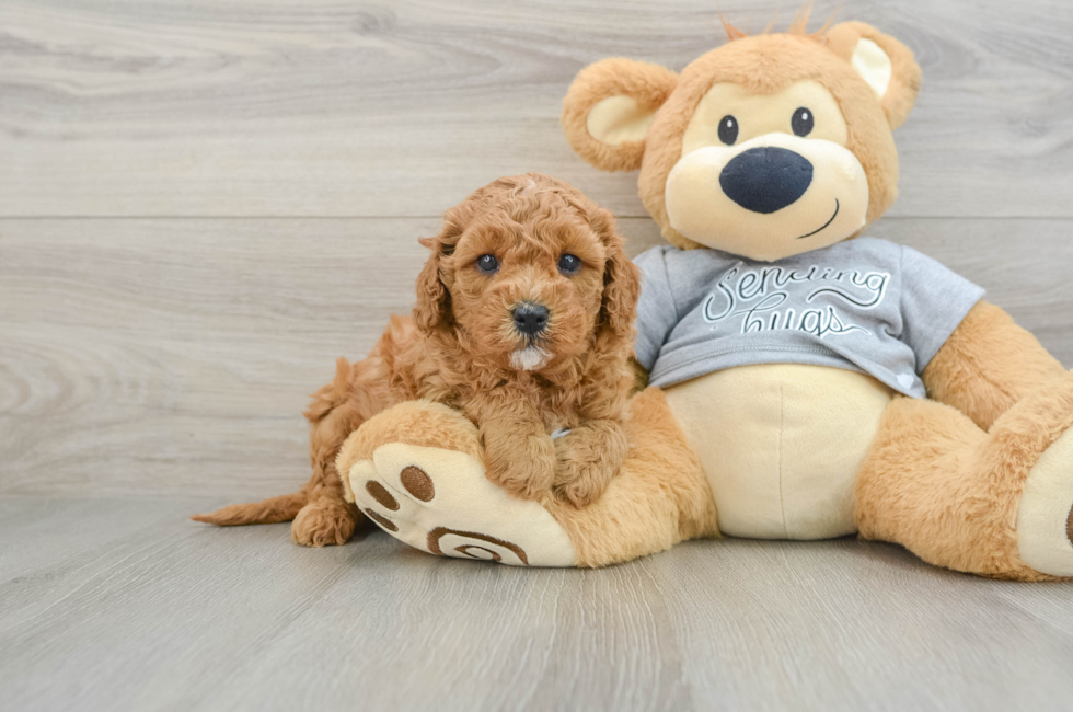 5 week old Cavapoo Puppy For Sale - Lone Star Pups
