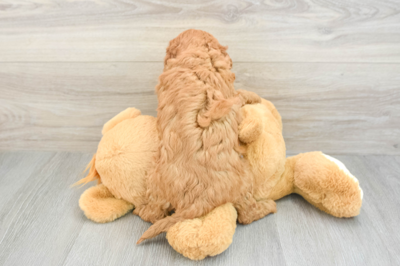Meet Honeybee - our Cavapoo Puppy Photo 2/3 - Lone Star Pups