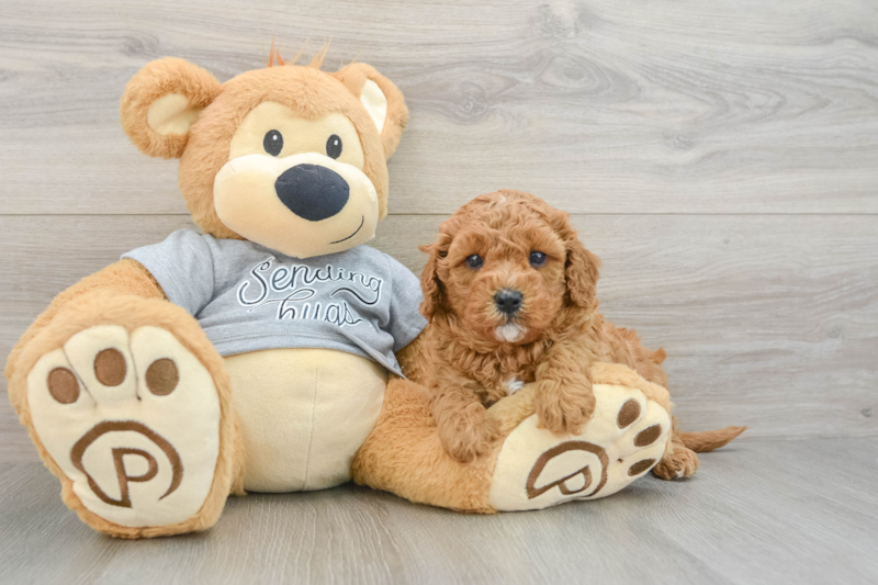 Meet Honeybee - our Cavapoo Puppy Photo 3/3 - Lone Star Pups