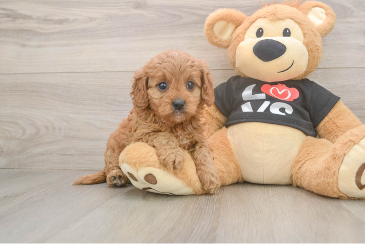 Cavapoo Puppy for Adoption