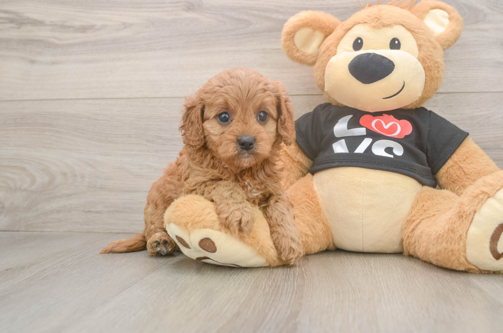 5 week old Cavapoo Puppy For Sale - Lone Star Pups