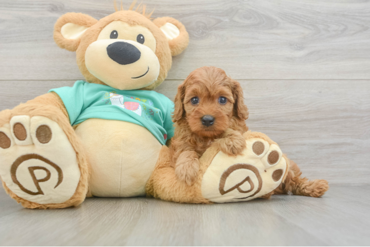 Cavapoo Puppy for Adoption