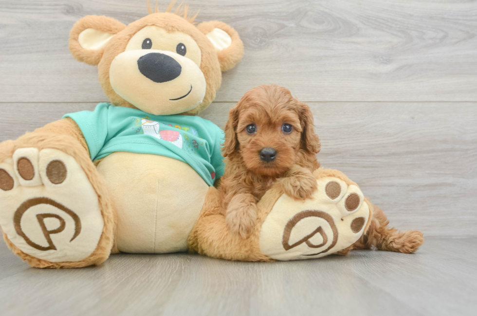 6 week old Cavapoo Puppy For Sale - Lone Star Pups