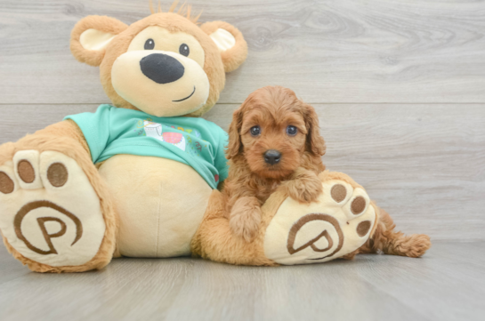 Cavapoo Puppy for Adoption