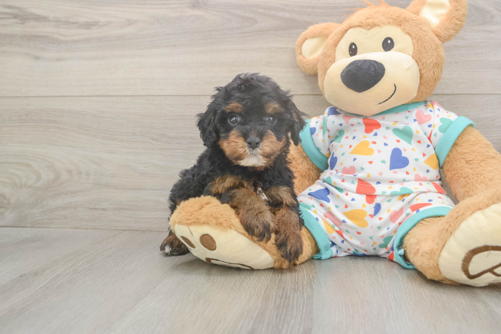 Cavapoo Puppy for Adoption