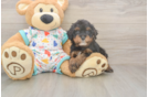Best Cavapoo Baby