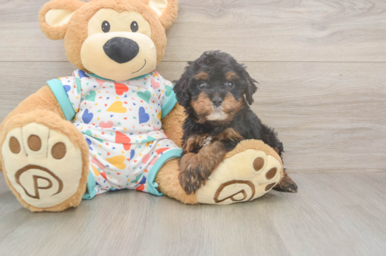 5 week old Cavapoo Puppy For Sale - Lone Star Pups Best Cavapoo Baby