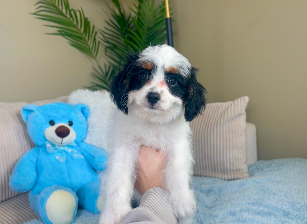 Cavapoo Pup Being Cute