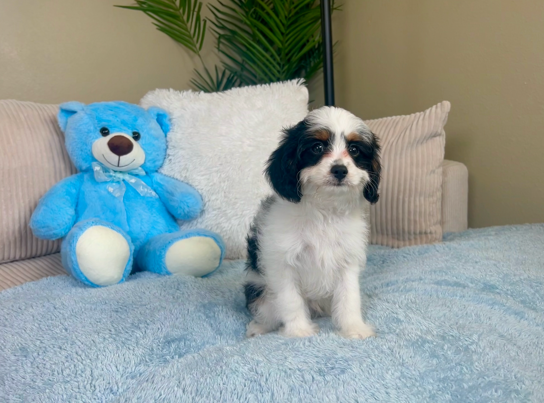 Cute Cavapoodle Poodle Mix Puppy