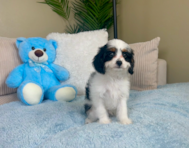 10 week old Cavapoo Puppy For Sale - Lone Star Pups