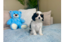 Cute Cavapoodle Poodle Mix Puppy