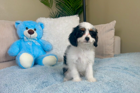 Cute Cavapoodle Poodle Mix Puppy