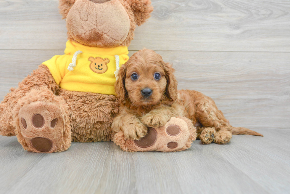 Cavapoo Puppy for Adoption