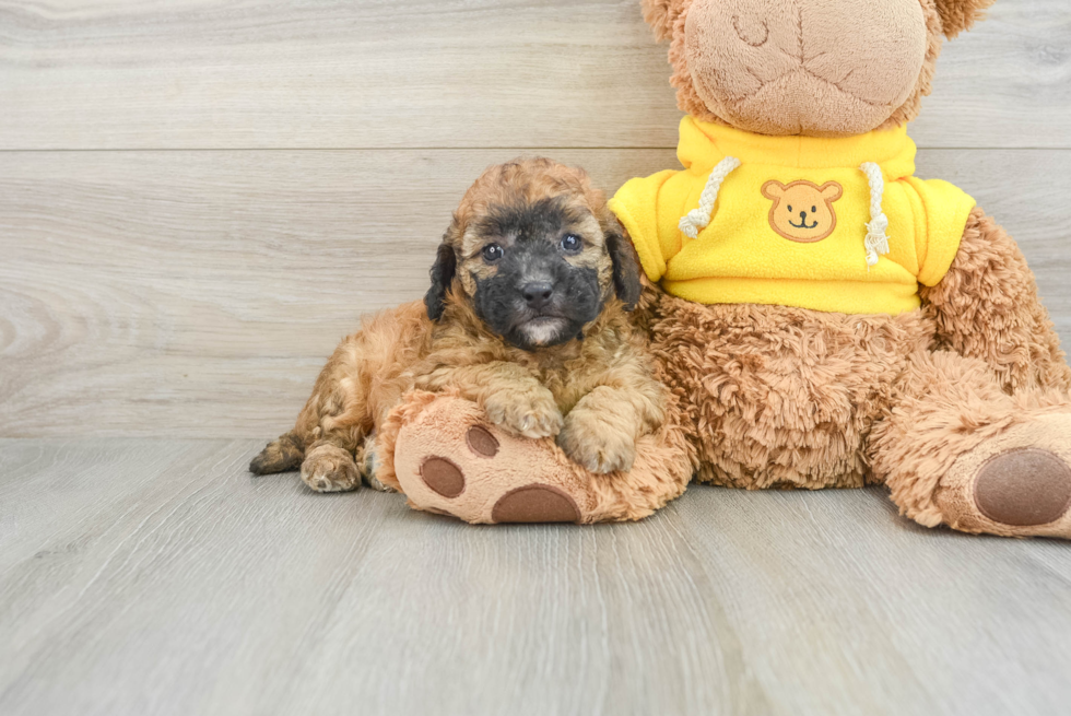 Friendly Cavapoo Baby