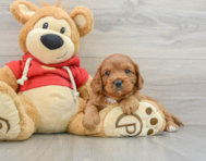 8 week old Cavapoo Puppy For Sale - Lone Star Pups