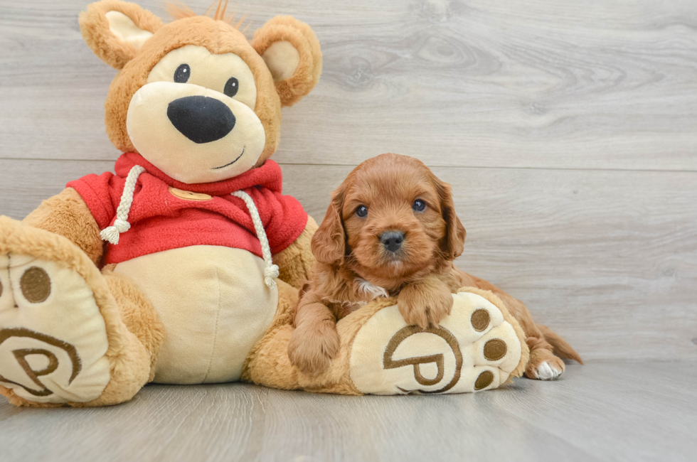 6 week old Cavapoo Puppy For Sale - Lone Star Pups