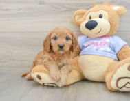 9 week old Cavapoo Puppy For Sale - Lone Star Pups