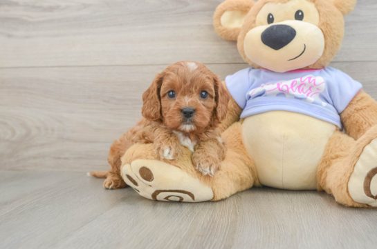 Cavapoo Pup Being Cute