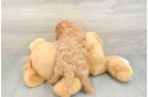 Cavapoo Pup Being Cute