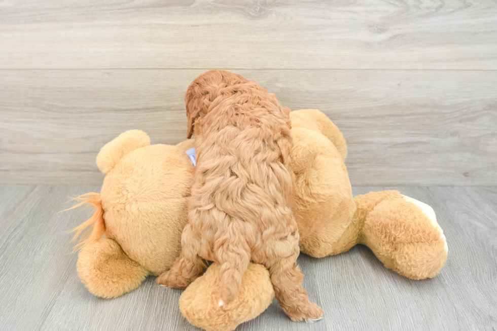 Cavapoo Pup Being Cute