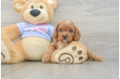 Little Cavipoo Poodle Mix Puppy