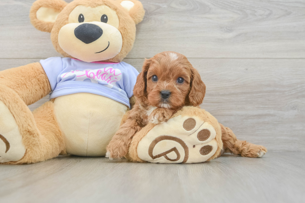 Little Cavipoo Poodle Mix Puppy