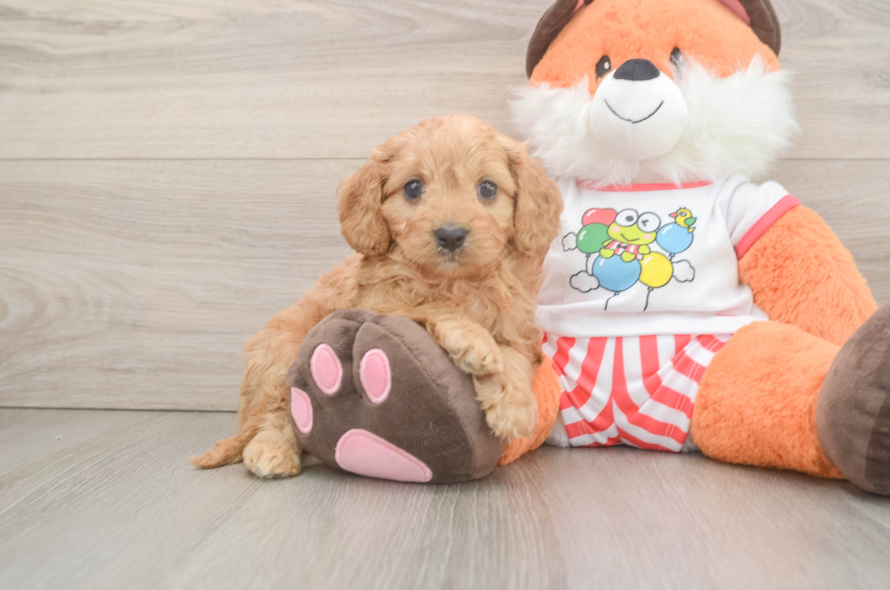 6 week old Cavapoo Puppy For Sale - Lone Star Pups