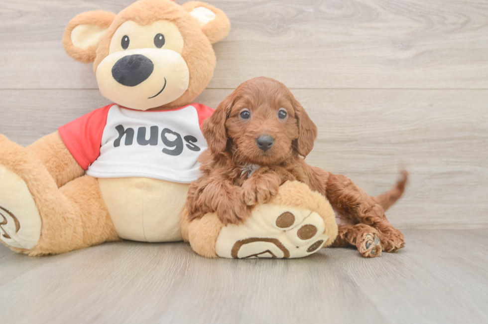 6 week old Cavapoo Puppy For Sale - Lone Star Pups