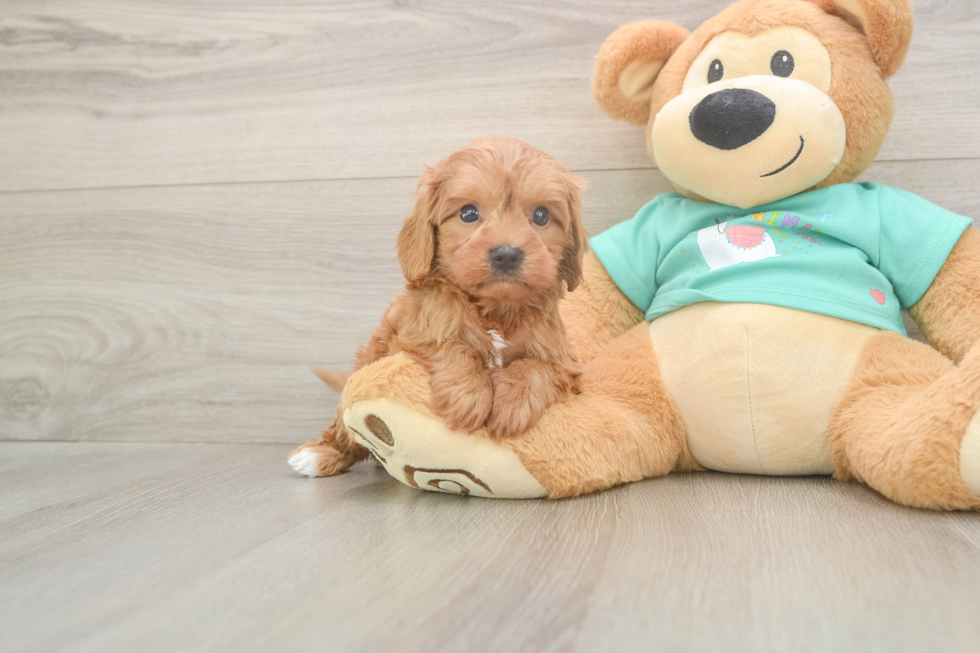 Cavapoo Pup Being Cute