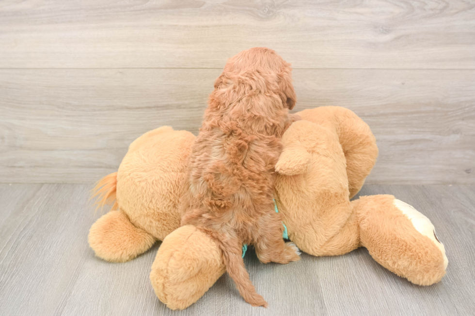 Petite Cavapoo Poodle Mix Pup